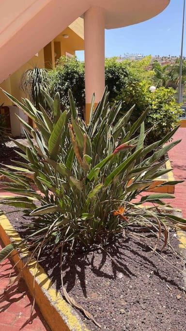 Costa Adeje, 2 Bedrooms Apartment Dış mekan fotoğraf
